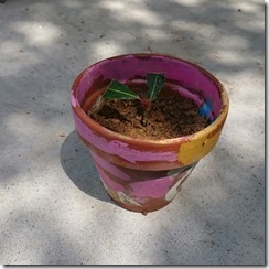 月桂樹 ローリエ の挿し木を1年弱で植え替え いよいよ鉢植えになる 坊主生活